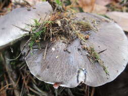 Imagem de Tricholoma portentosum (Fr.) Quél. 1873