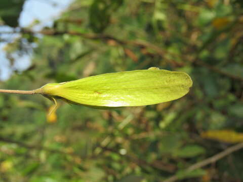 Image of Hopea parviflora Bedd.