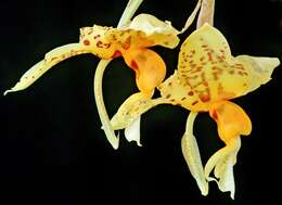 Image of Stanhopea shuttleworthii Rchb. fil.