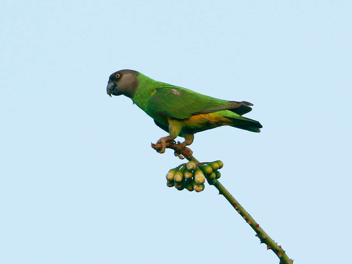 Image of Senegal Parrot