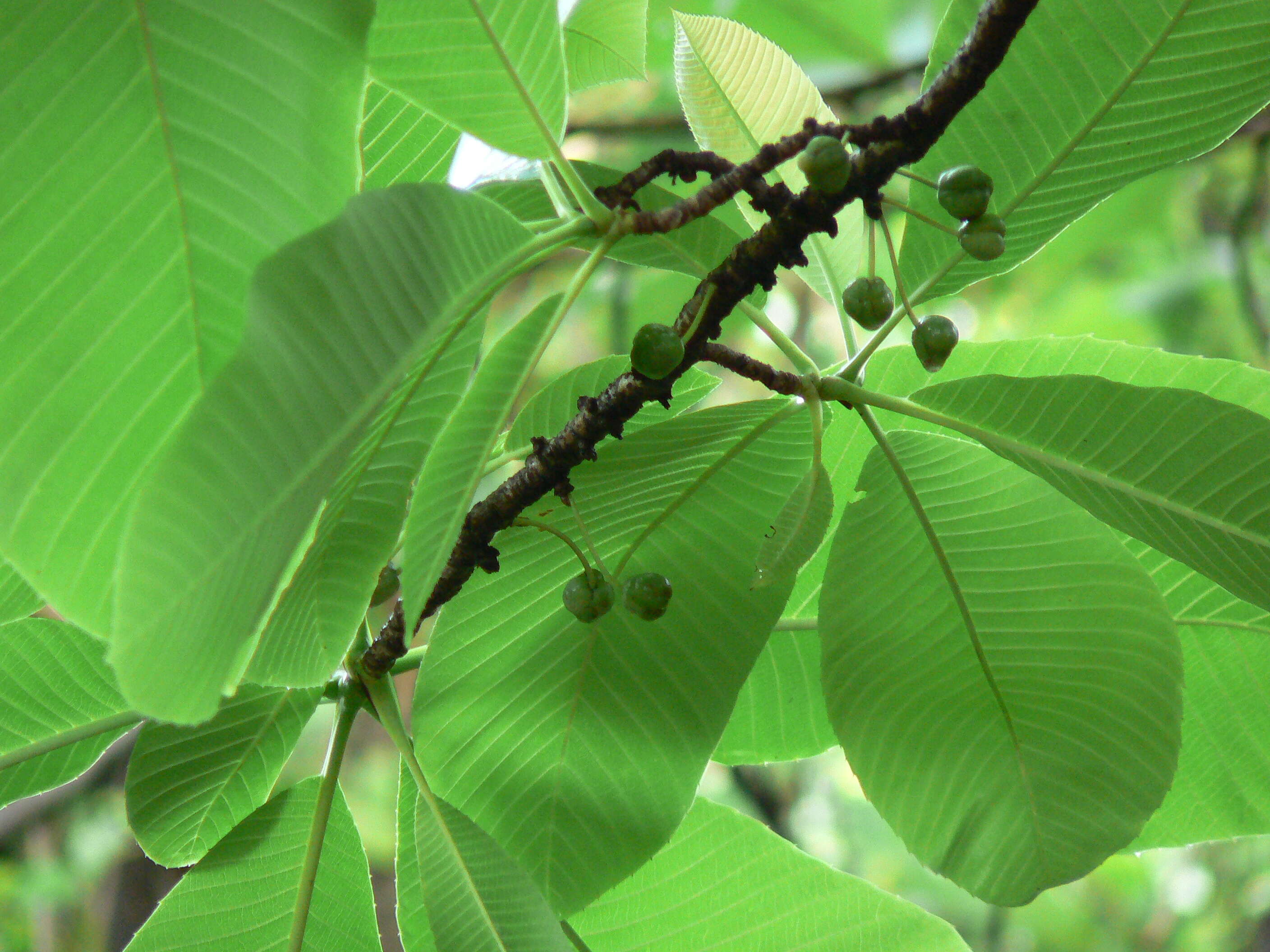 Imagem de Dillenia pentagyna Roxb.