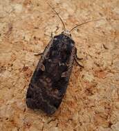 Image of Large Yellow Underwing