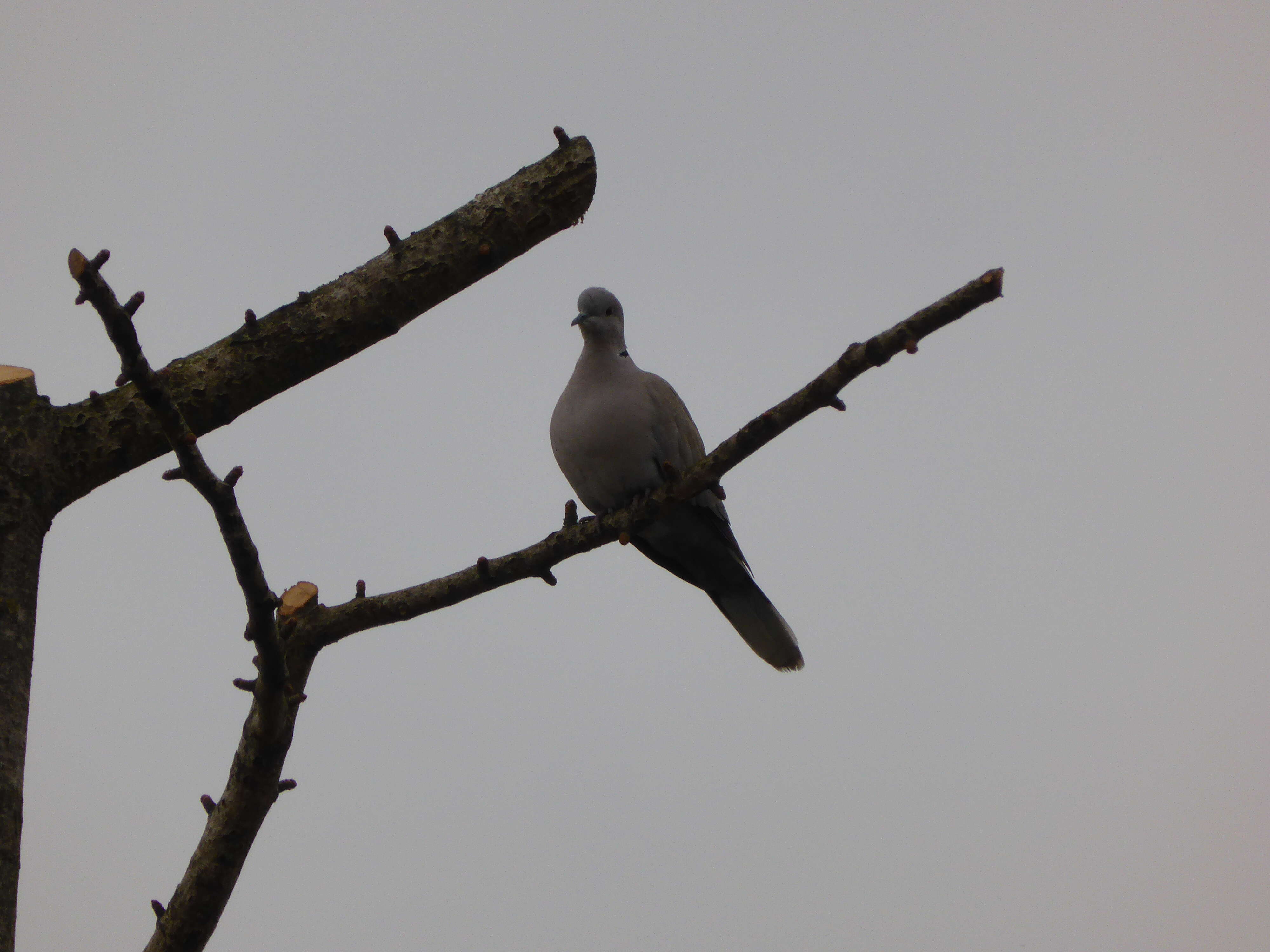 Image of Collared Dove