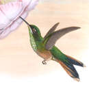 Image of Scissor-tailed Hummingbird