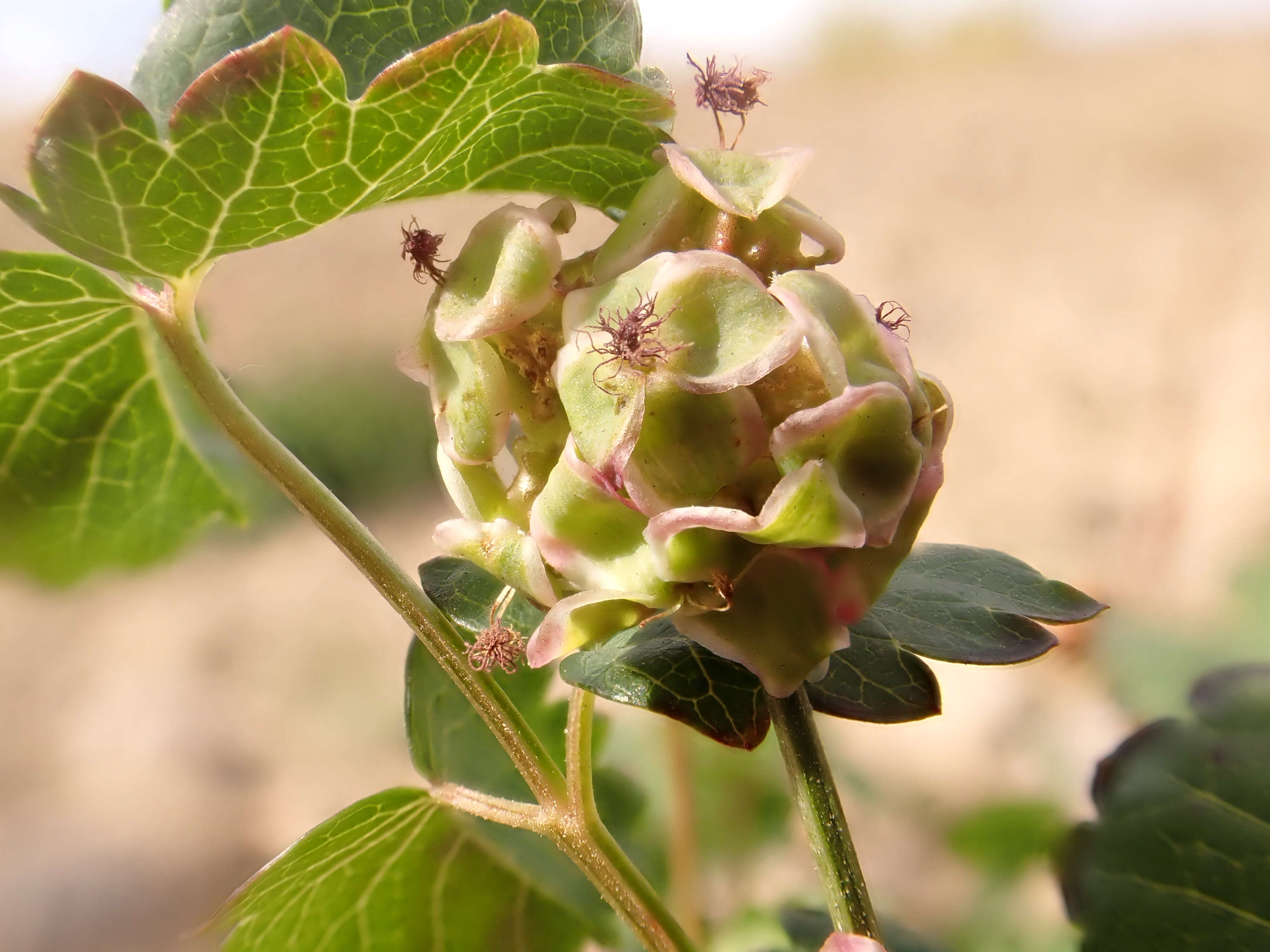 Poterium sanguisorba L.的圖片