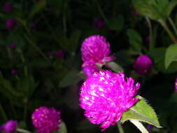 Image of globe amaranth