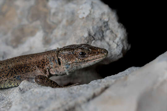 Image of Anatololacerta budaki (Eiselt & Schmidtler 1987)