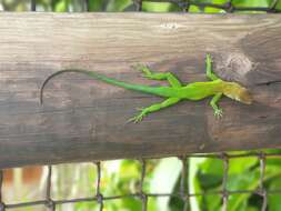 Image of Leopard Anole