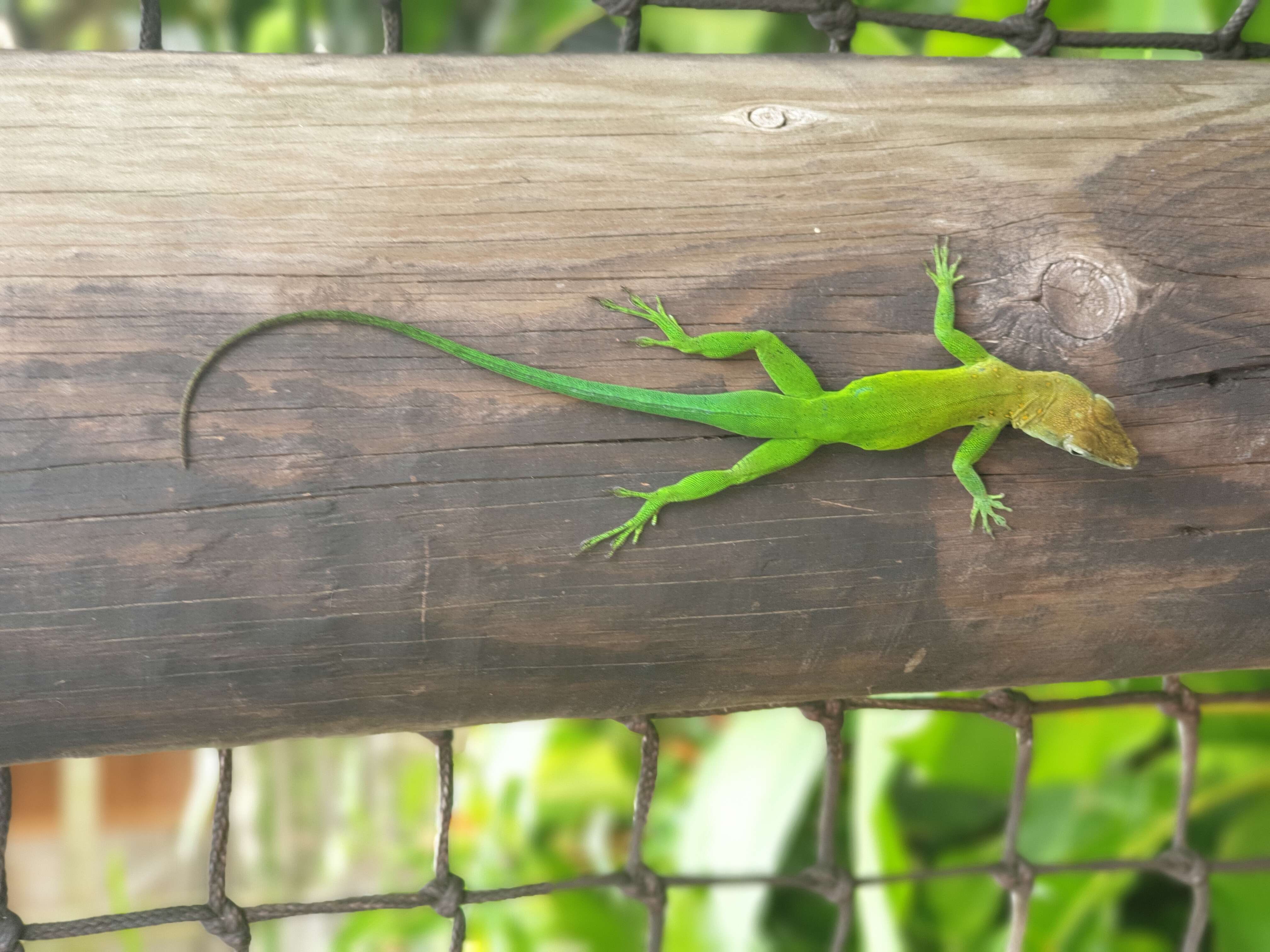 Image of Leopard Anole