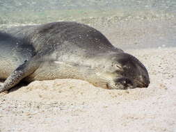 Image of Hawaiian Monk Seal