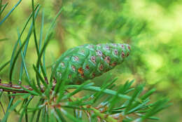 Image of jack pine