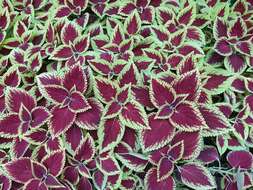 Image of common coleus