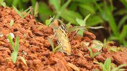 Plancia ëd Vanessa cardui