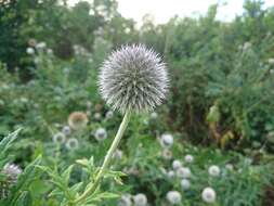 Image of tall globethistle