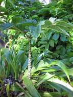 Image of Amorphophallus bulbifer (Roxb.) Blume