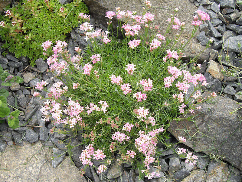 Imagem de Asperula lilaciflora Boiss.