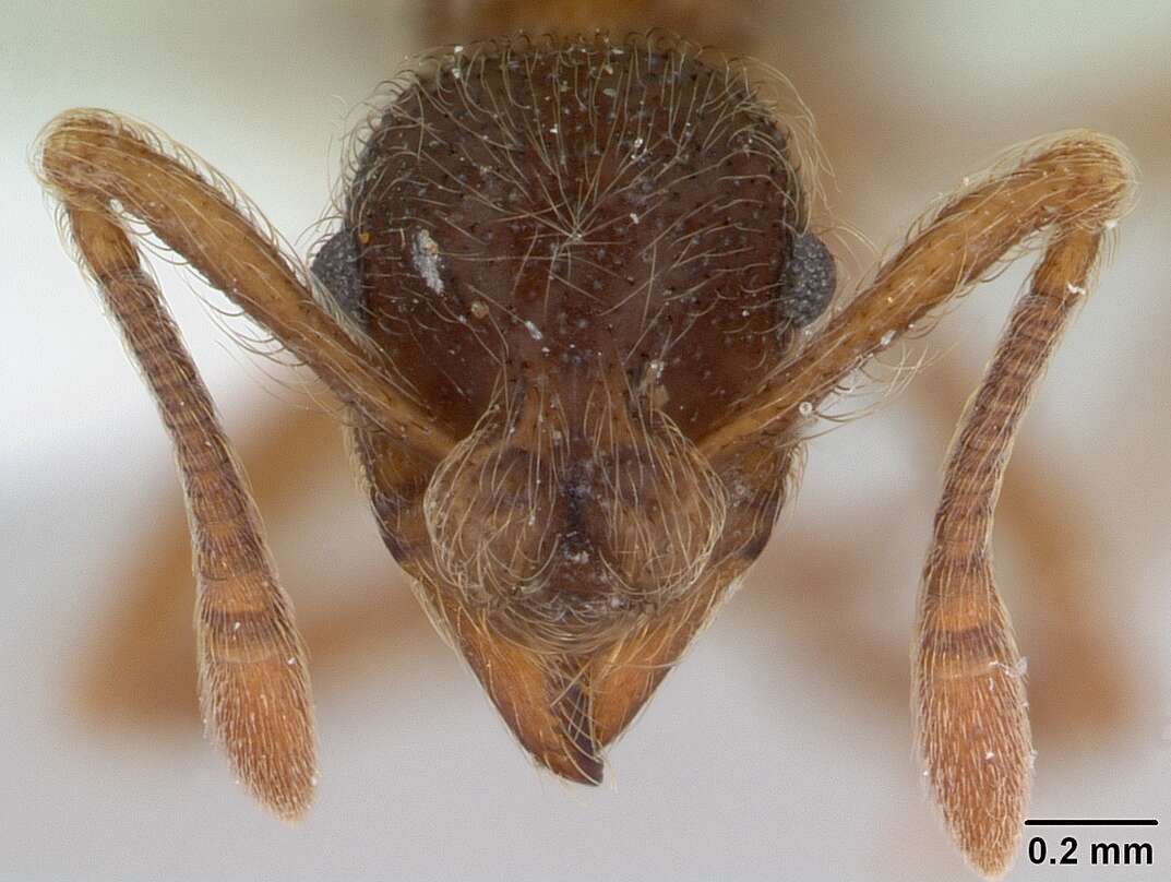 Image of Apterostigma