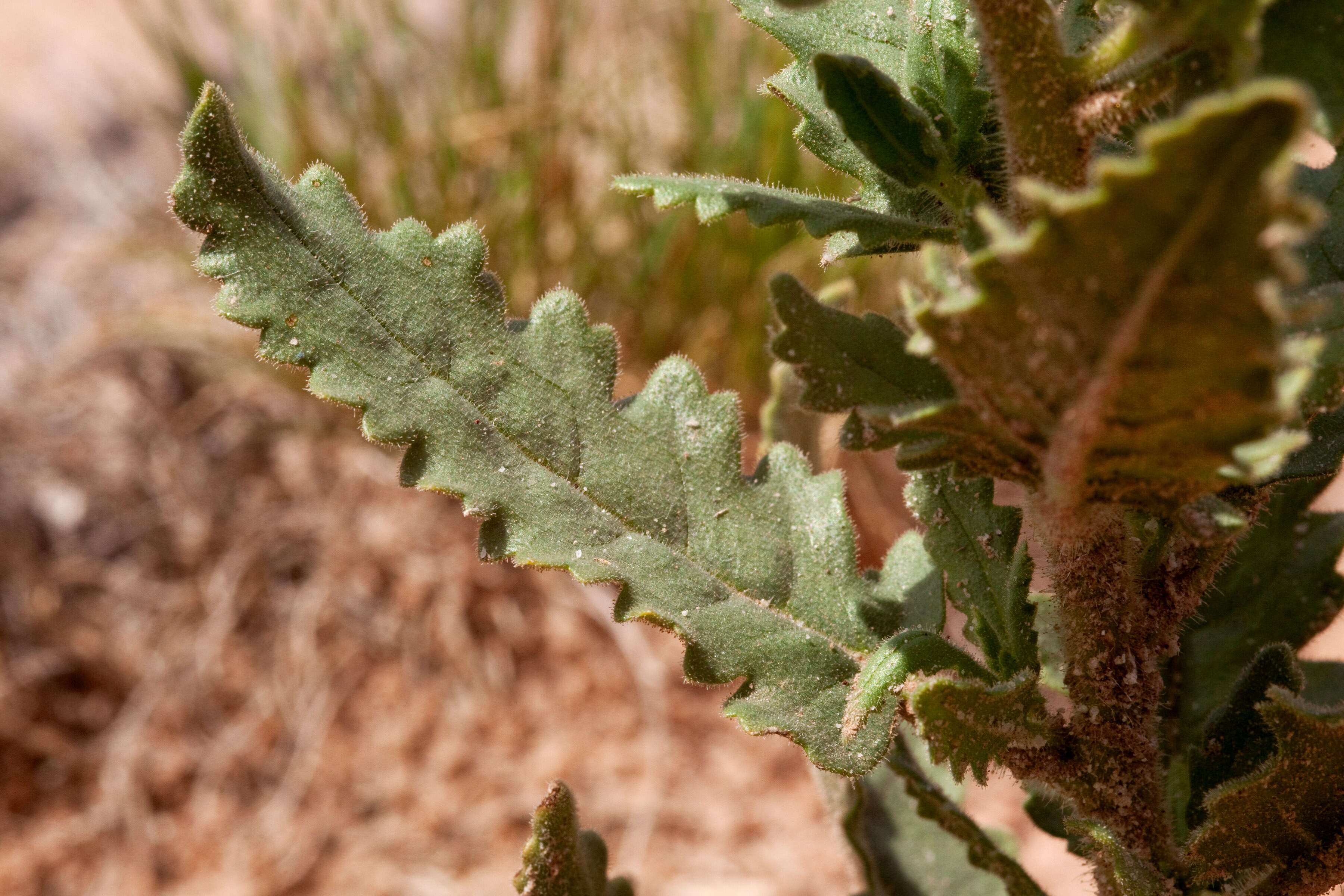 Image of scorpionweed