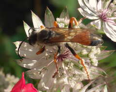 Image of Great Golden Digger Wasp