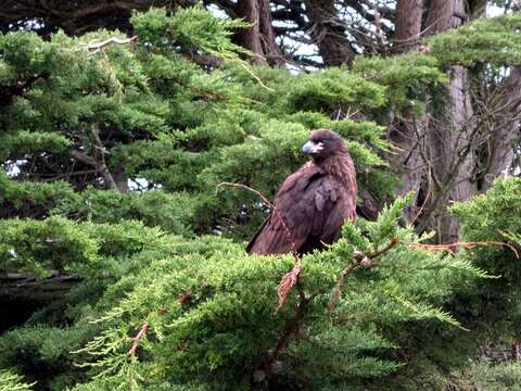 Image of Forster's Caracara