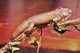 Image of Green iguana