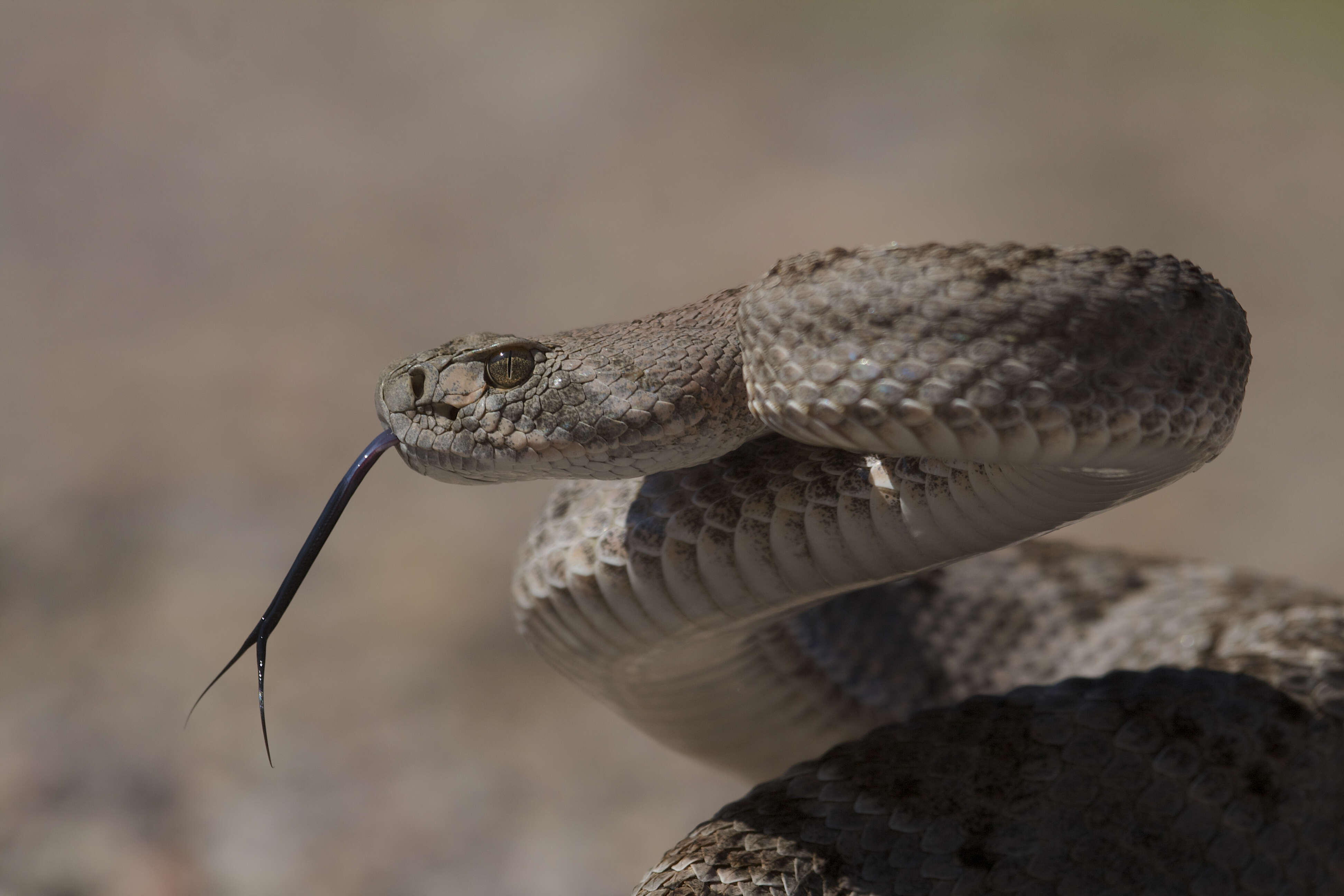 Image of Western Diamond-backed Rattlesnake