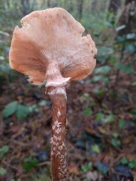 Image of Armillaria ostoyae (Romagn.) Herink 1973