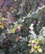 Image of wavyleaf mullein