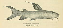 Image de Chrysichthys auratus (Geoffroy Saint-Hilaire 1809)