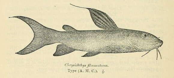 Image of Golden Nile Catfish