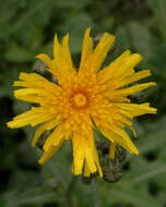 Plancia ëd Sonchus arvensis L.