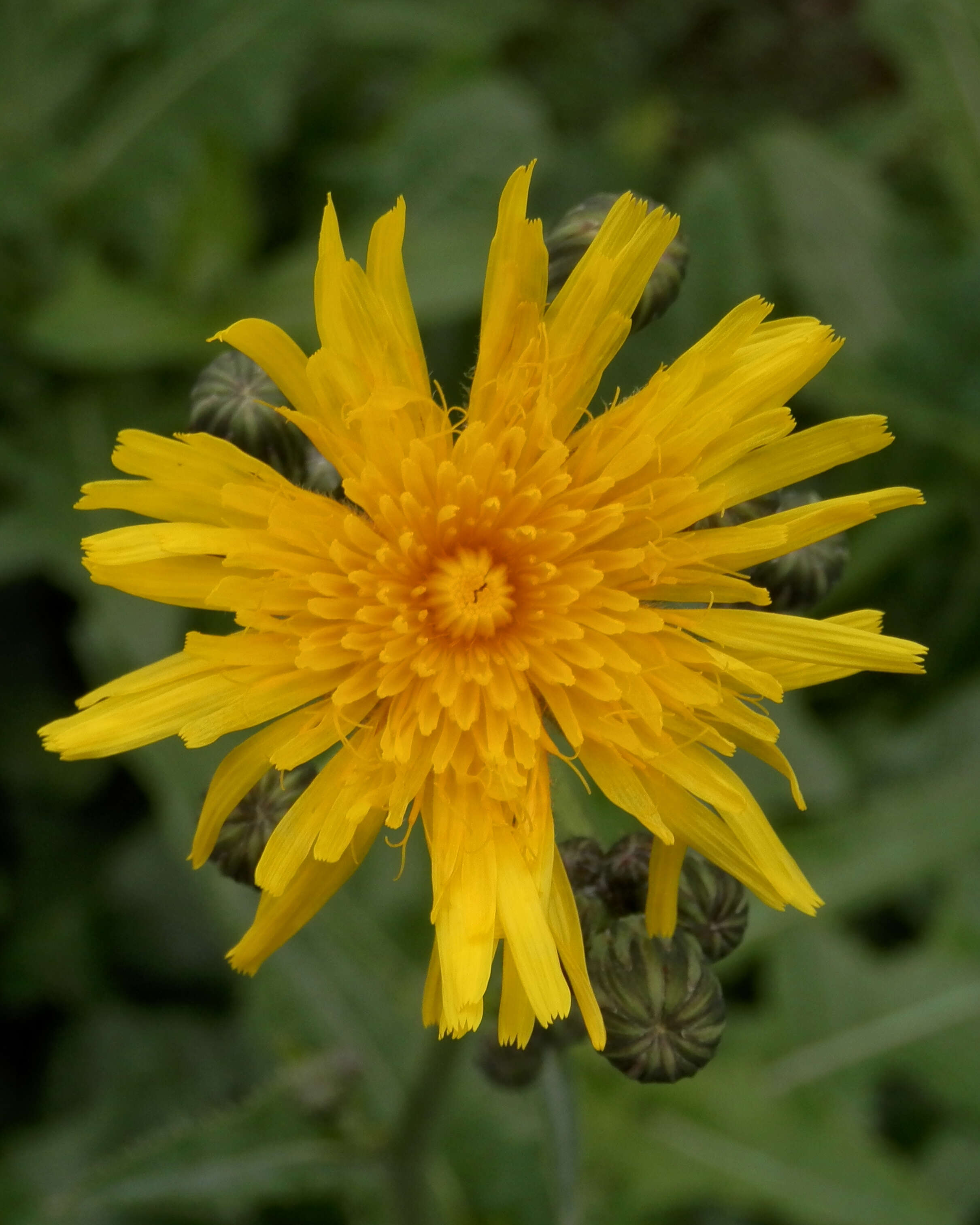 Plancia ëd Sonchus arvensis L.