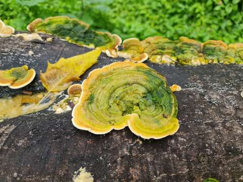 Image of Ganodermataceae