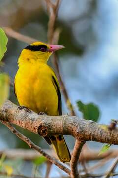 Image of Black-naped Oriole