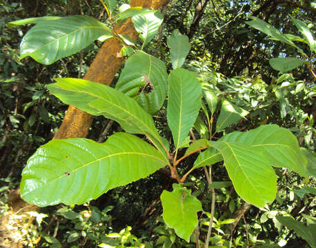 Image of Meliosma simplicifolia (Roxb.) Walp.