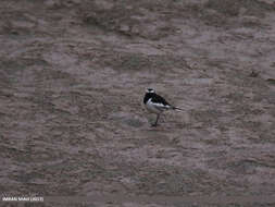 Image of White-browed Wagtail