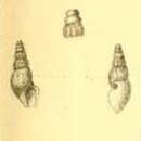 Image of Austrodrillia saxea (G. B. Sowerby Iii 1896)