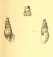 Image of Austrodrillia saxea (G. B. Sowerby Iii 1896)