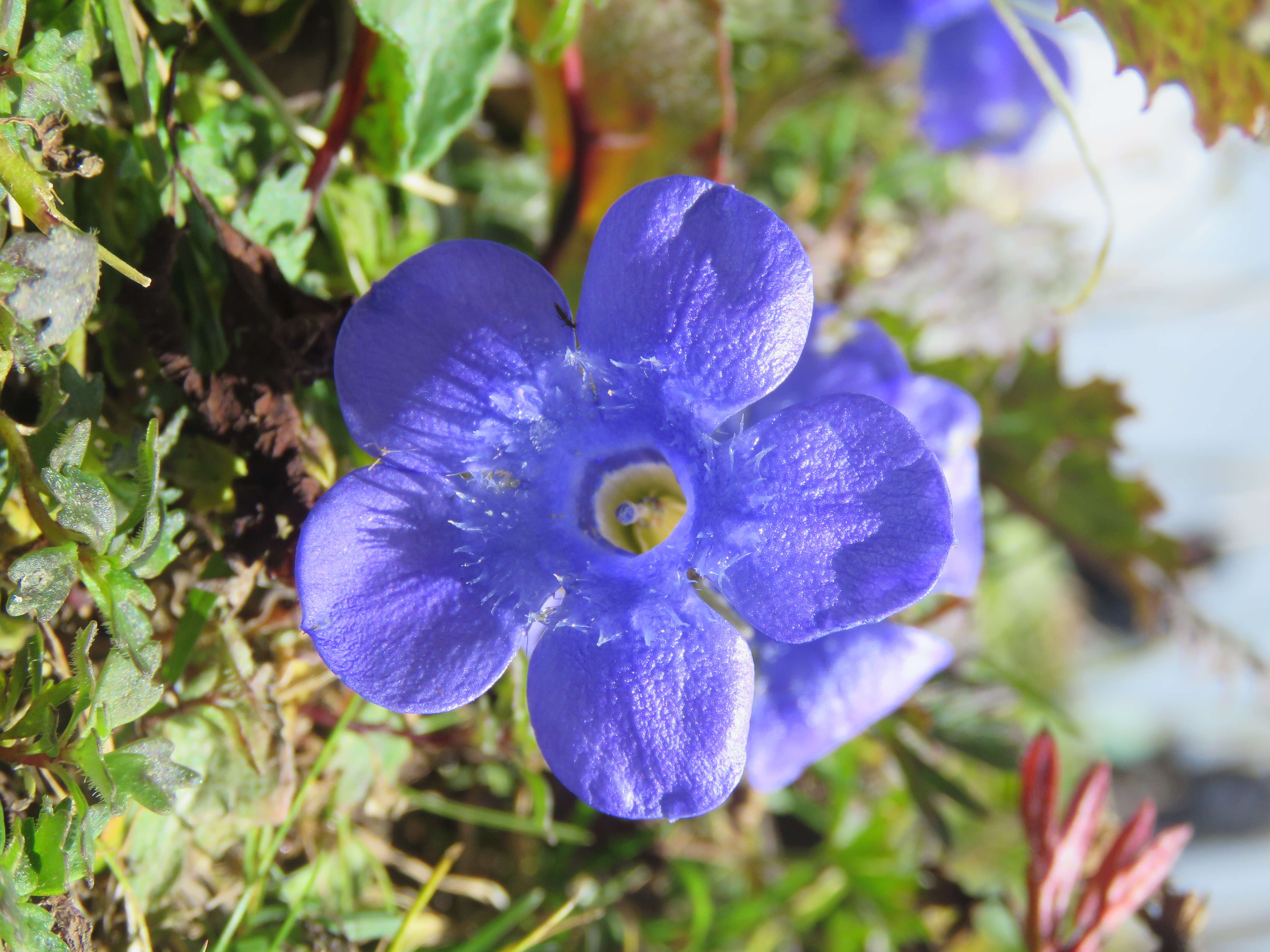 Image of Cyananthus lobatus Wall. ex Benth.