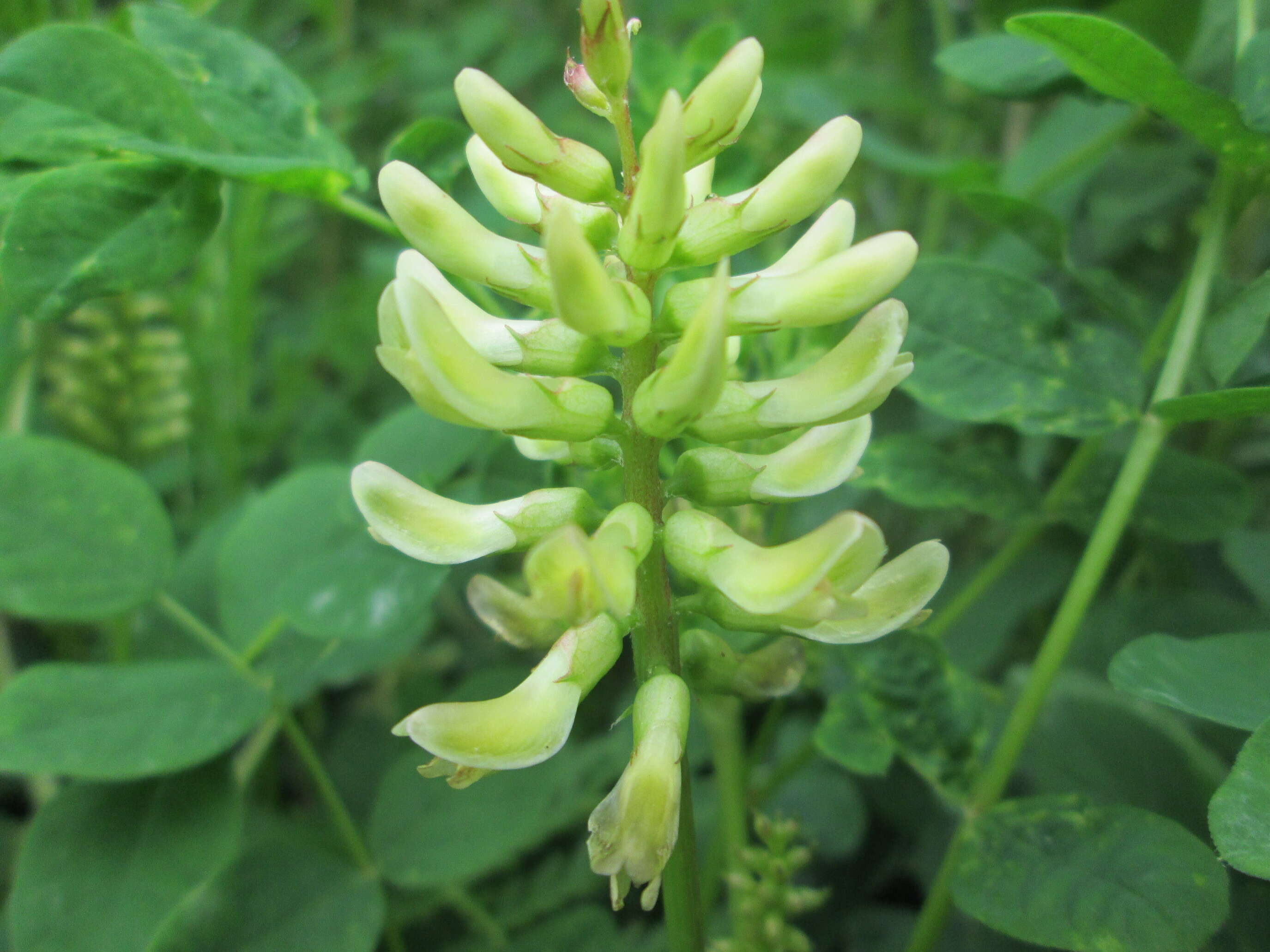 Image of licorice milkvetch