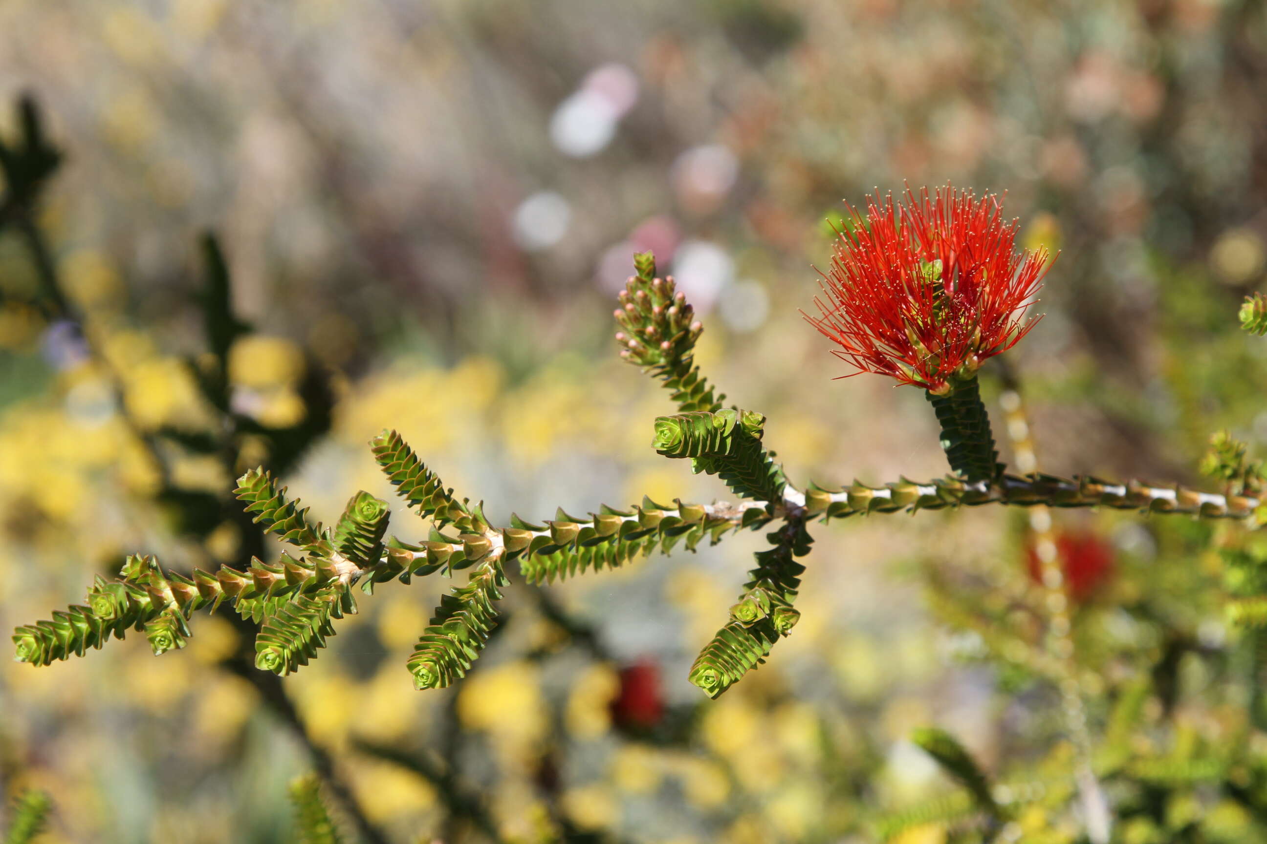 Image of Sand bottlebrush