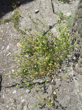 Image of Thyme-leaved Sandwort