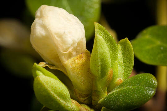 صورة Rhododendron dauricum L.