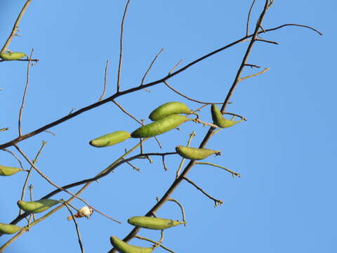 Image of kapoktree