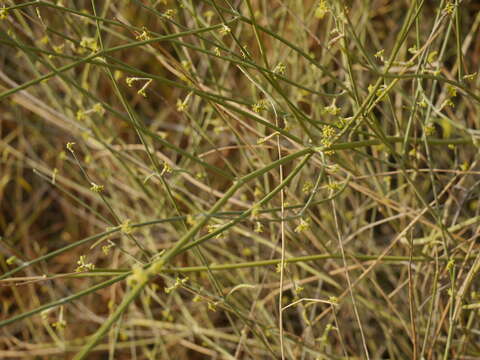 Imagem de Leptadenia pyrotechnica (Forsk.) Decne.