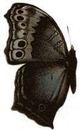 Image of Protogoniomorpha temora