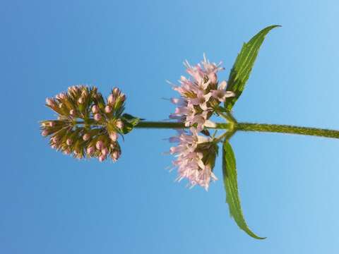 Image of Water Mint