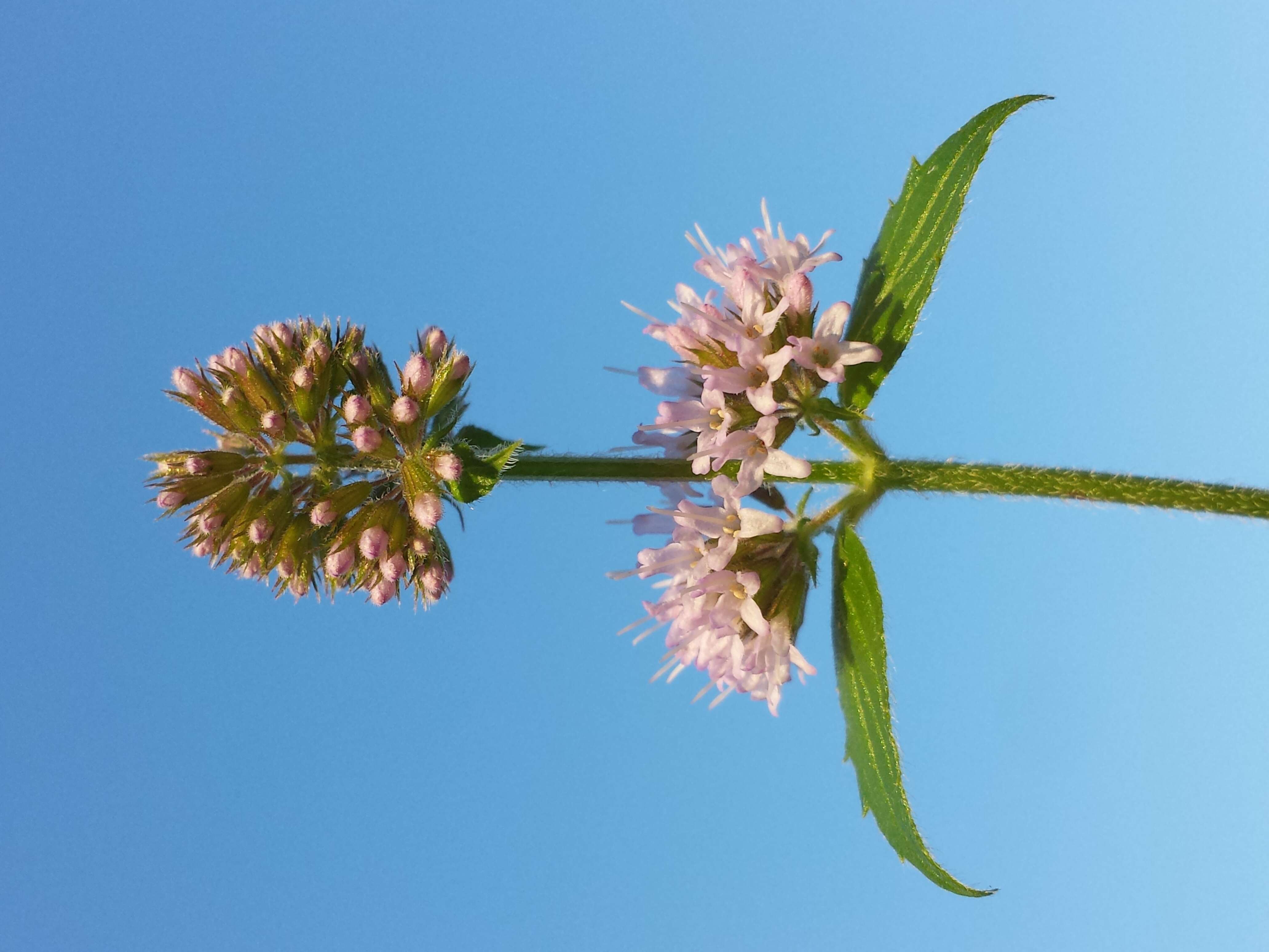 Image of Water Mint