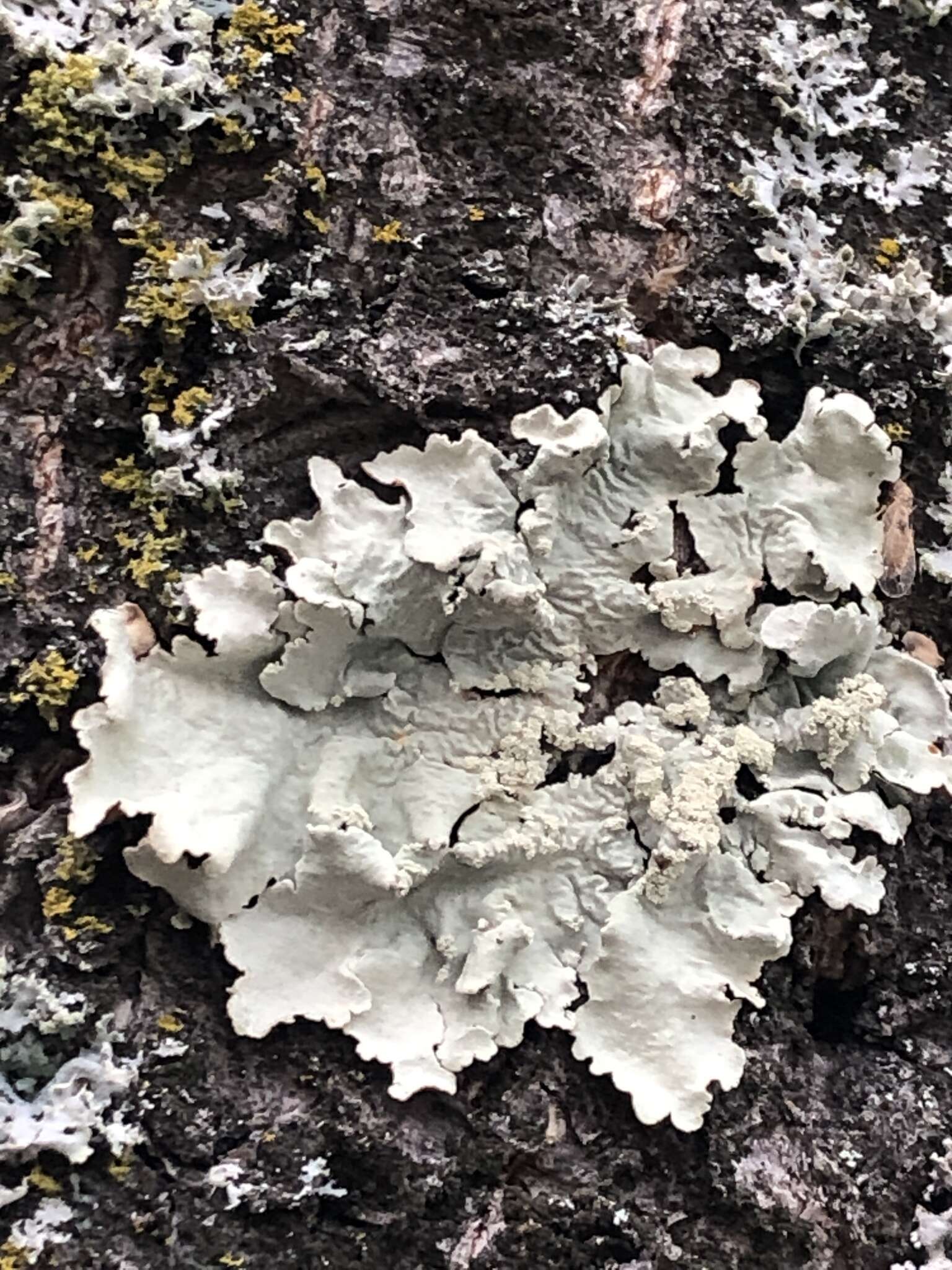 Image of Common greenshield lichen