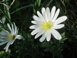 Image of Balkan Anemone